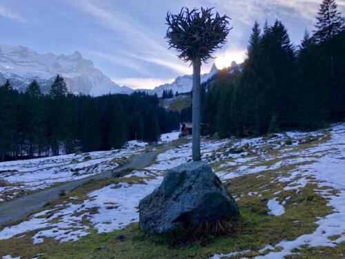 Gauertaler AlpkulTour, PoI 13, "Der Geweihbaum", Untere Latschätz Alpe